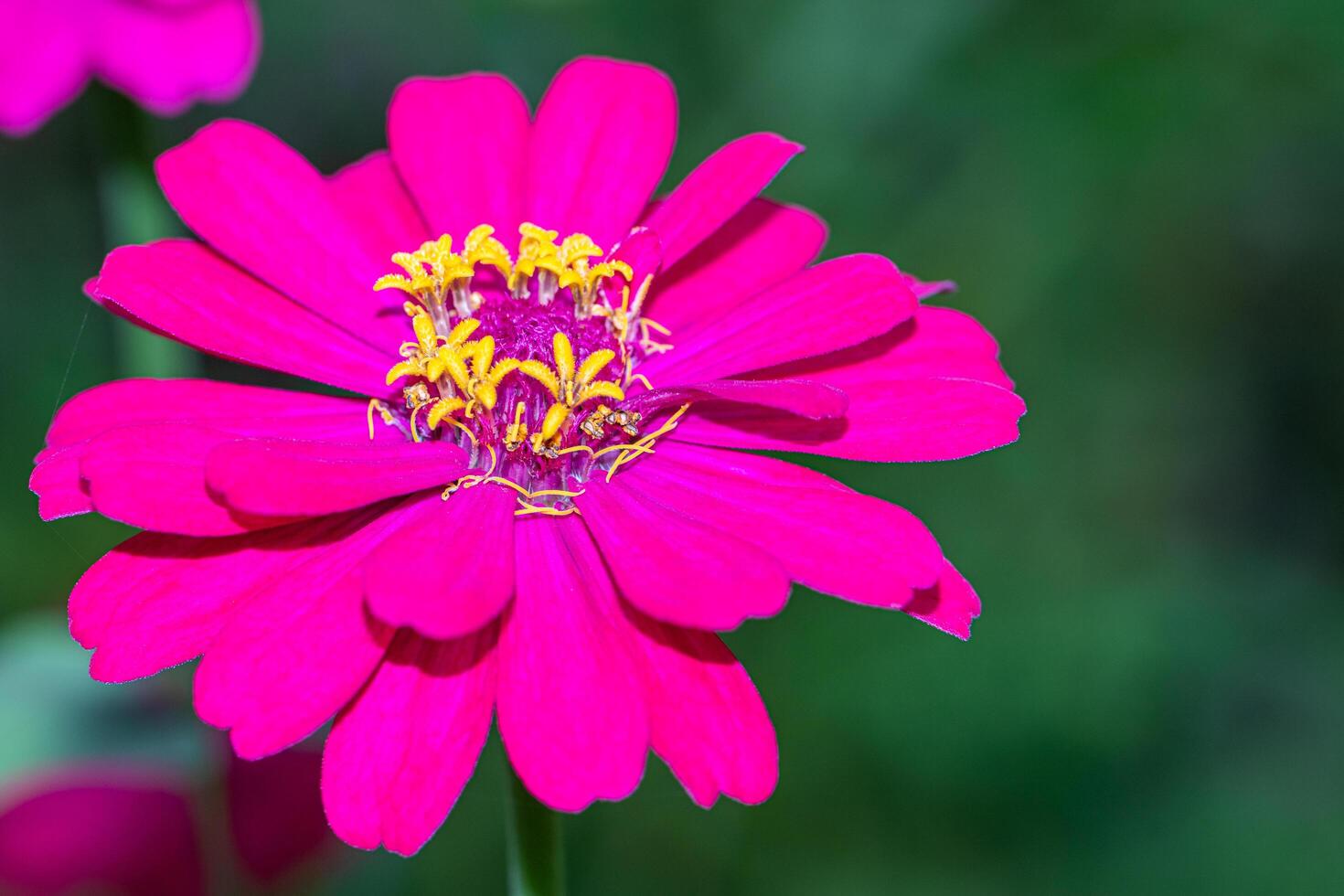 A pink flower with yellow centers photo