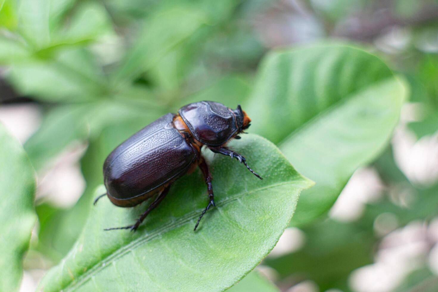 A beetle sitting on a leaf photo