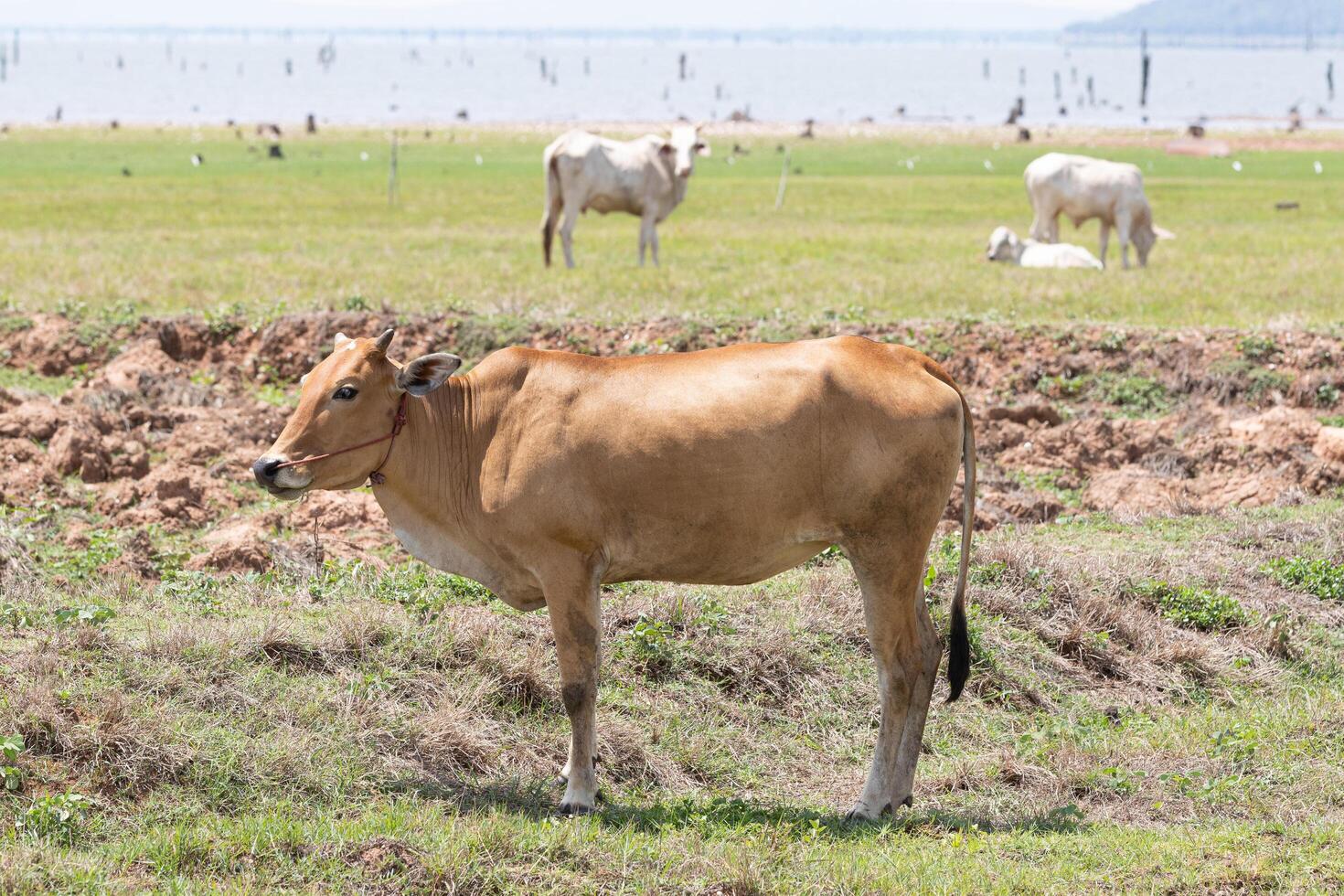 A cow standing in a field with other cows photo