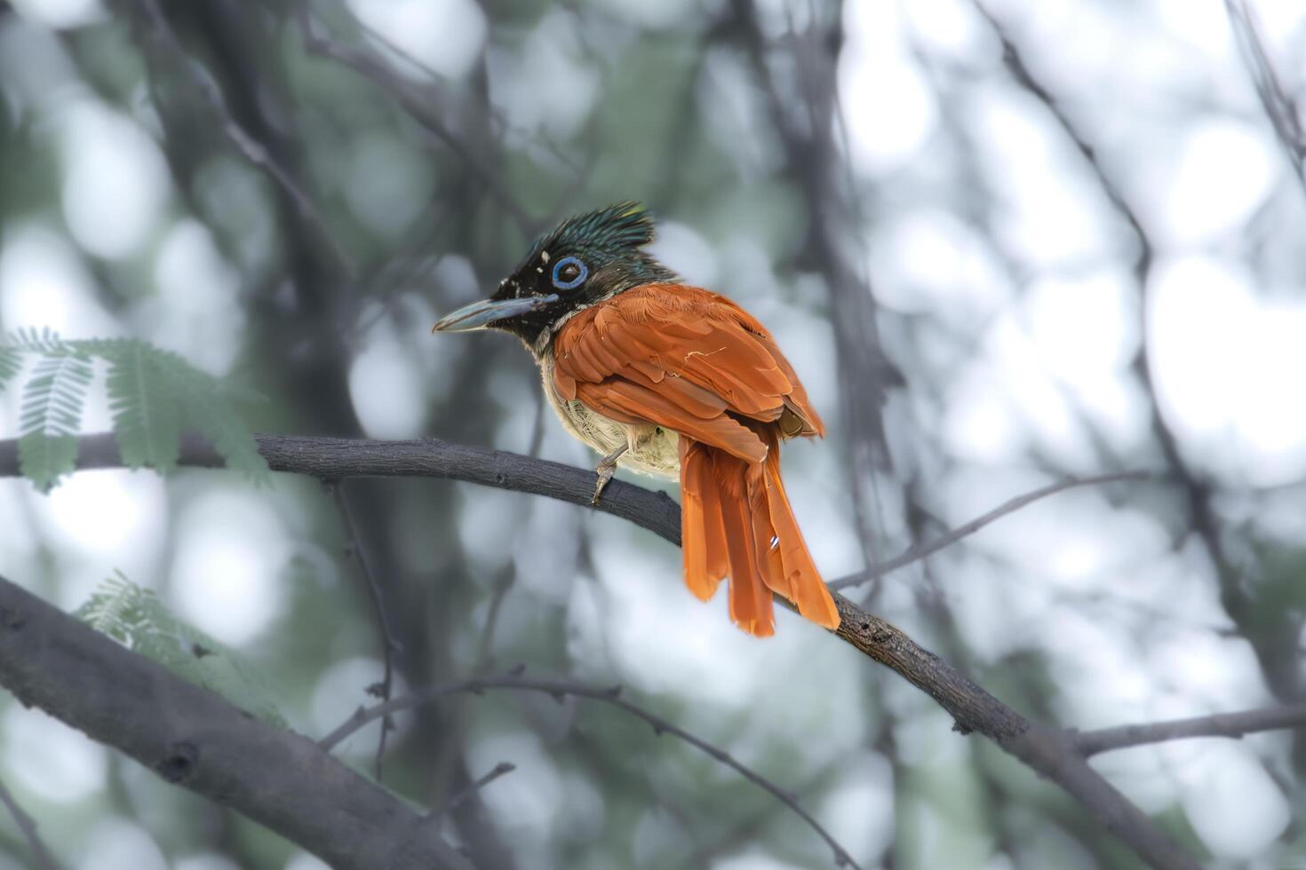 A small bird sitting on a tree branch photo