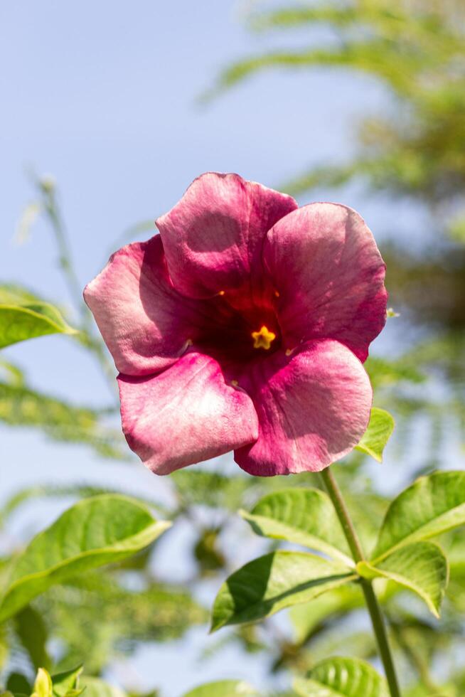 Purple Allamanda flower Allamanda cathartica photo