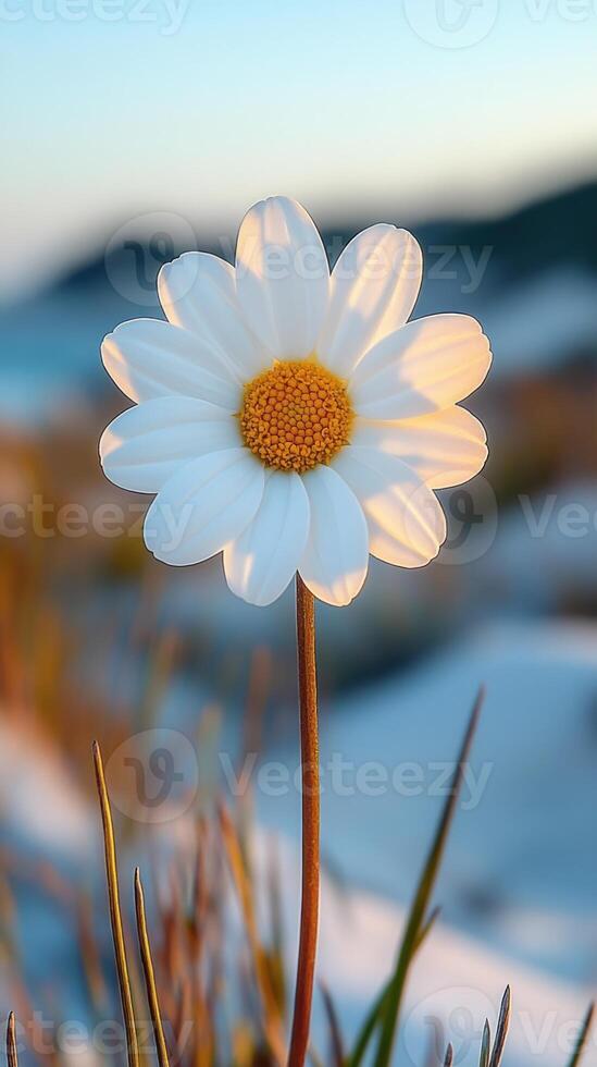 A close-up of a daisy flower in natural light. photo