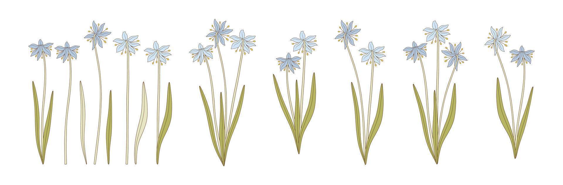 Bright set of snowdrop bouquets. Bunches of blooming wildflowers, perennial wild plants. Botanical hand drawn elements for design projects vector