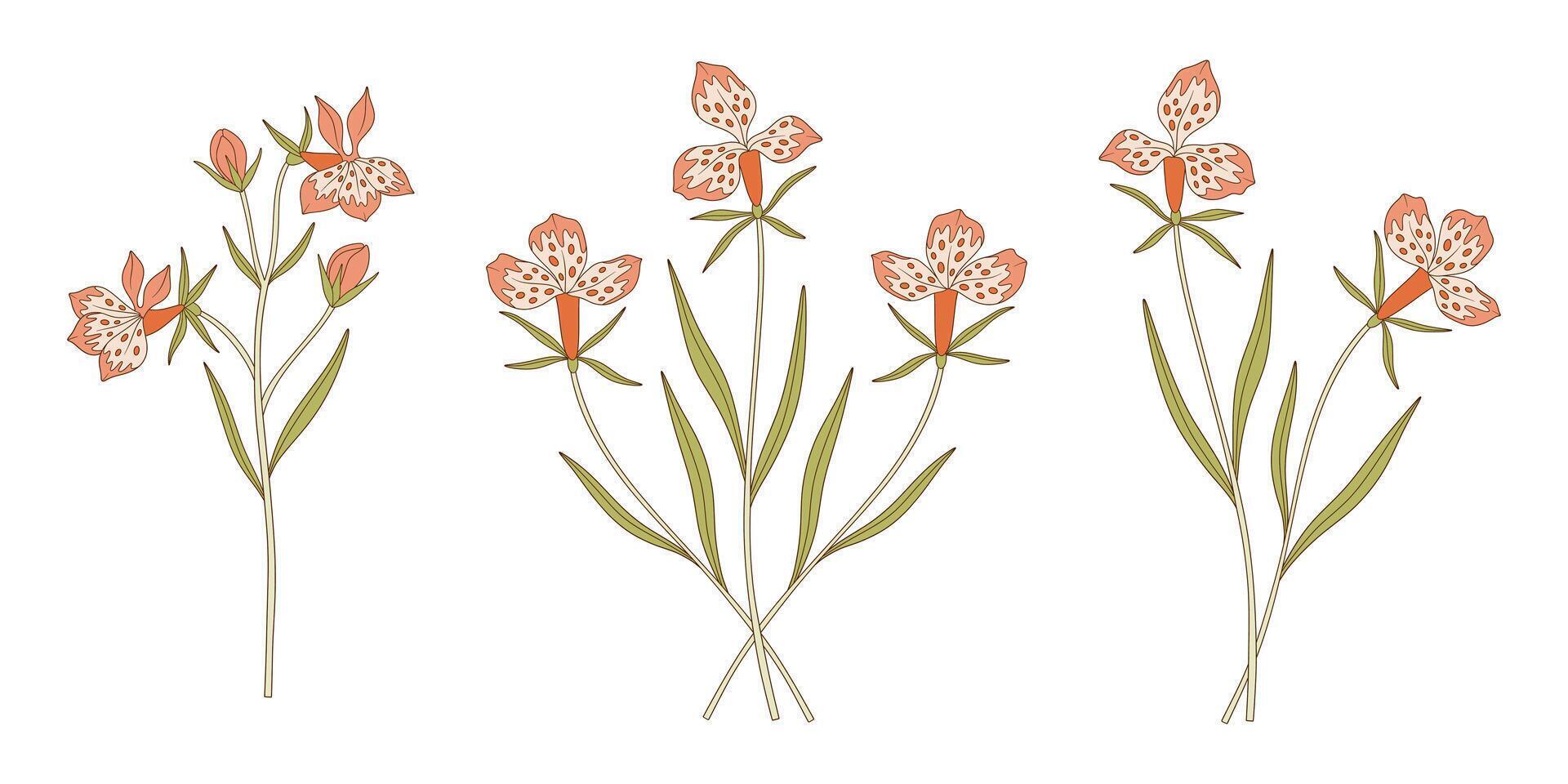 Set of bright exotic flower bouquets. Bunches of blooming pink wildflowers, perennial wild plants. Botanical handdrawn elements for design projects vector