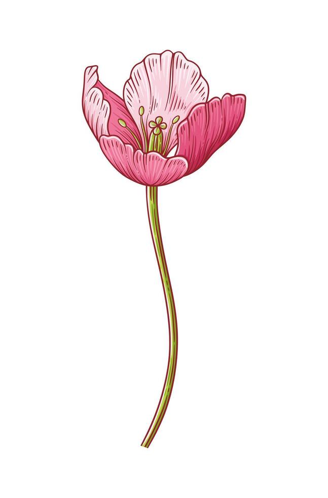 Tulip, pink elegance blooming flower isolated on white background. Beautiful spring bloom for Easter, Mother Day, Canadian Tulip Festival. Drawing botanical element for design vector