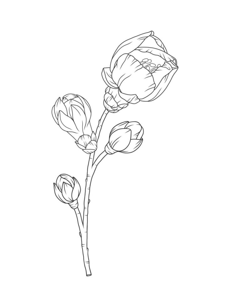 Apricot buds, beautiful branch in graceful thin line. Japanese spring sakura flowers, outline. Hand drawn sketch of cherry, plum, or peach blossom. vector