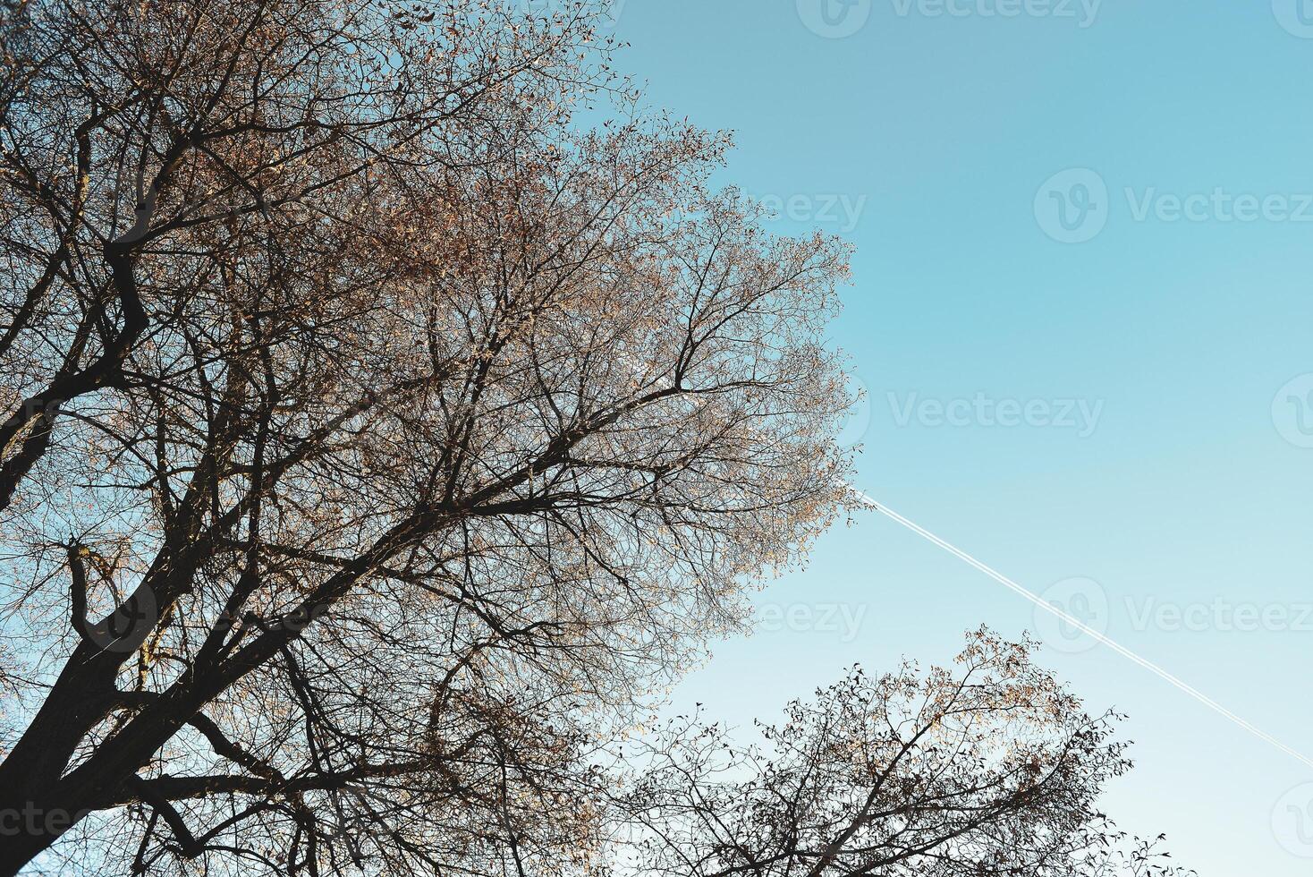 Beautiful tree top and a plane trail in the sky. photo