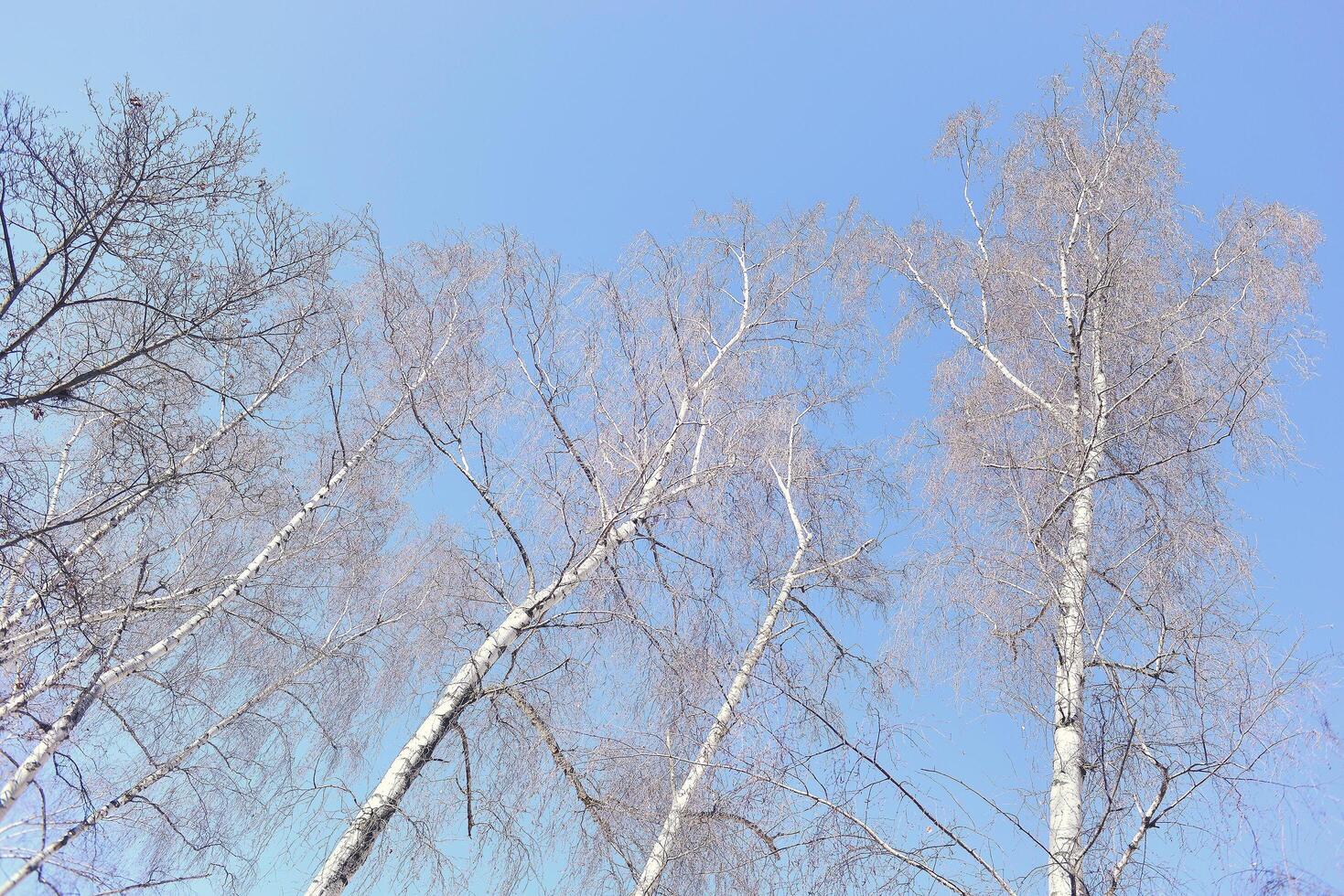 Birch tree tops view against the clear sky in Spring photo