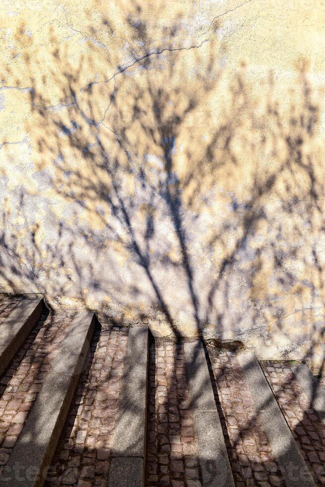 Shadow of a vare tree on stairs and a wall photo