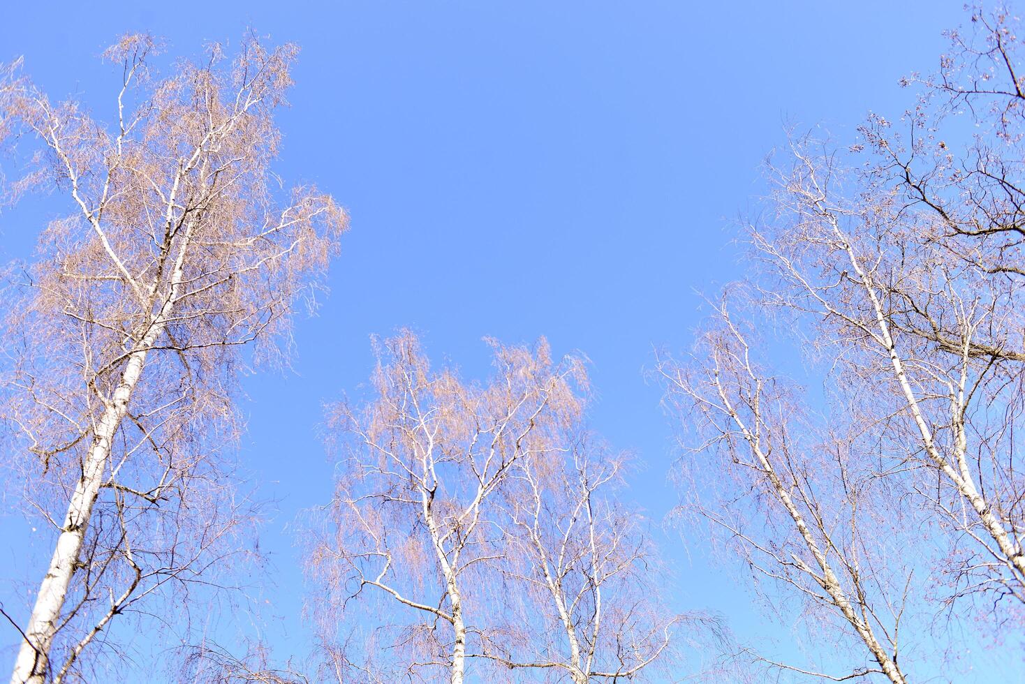 Leafless birch tree tops view photo