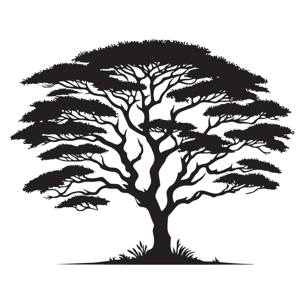 Magnificent Acacia Tree Silhouette for Landscape Design and Art vector