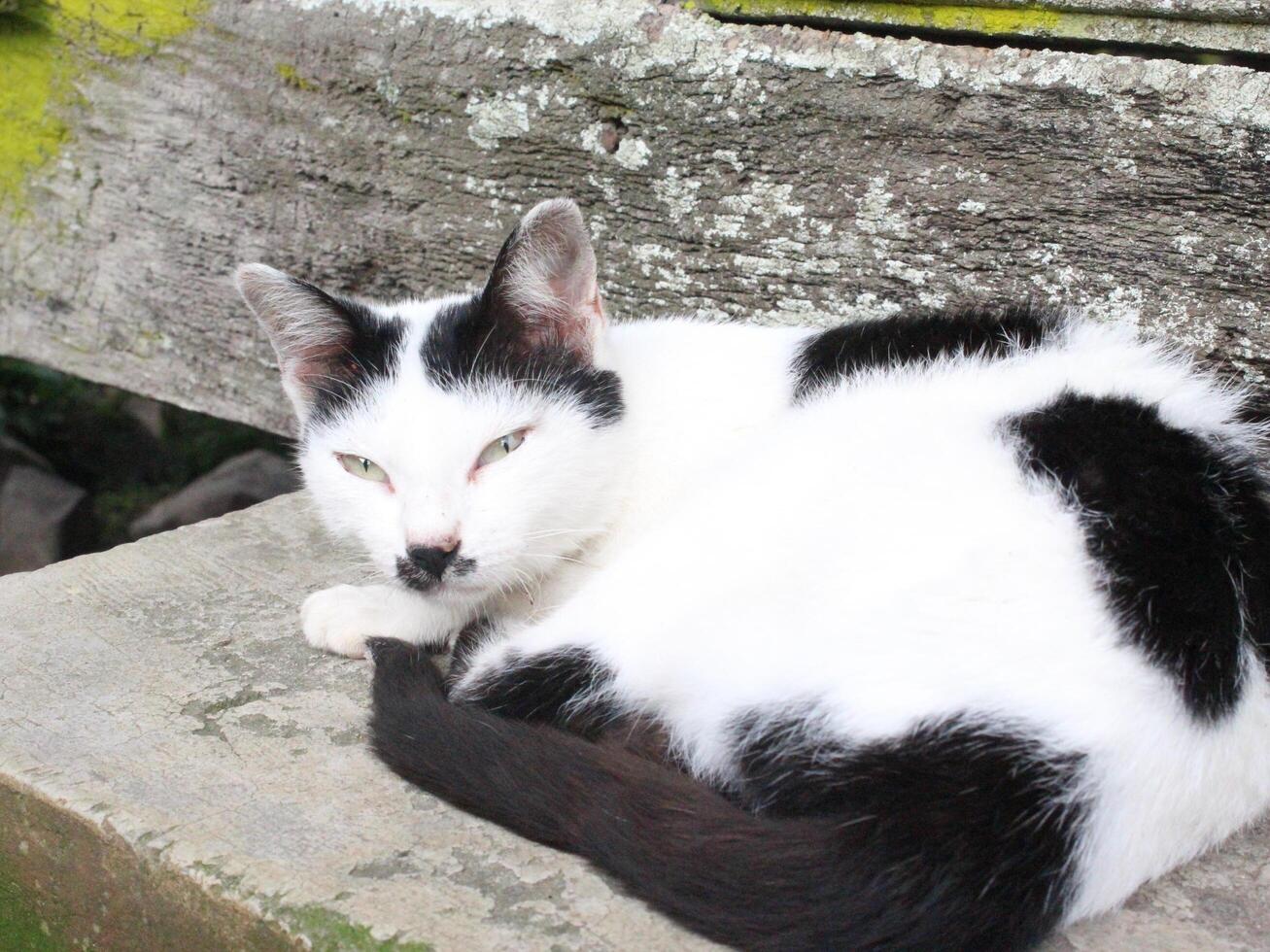 Relaxing Black and White Cat Resting Outdoor on a Wooden Surface photo