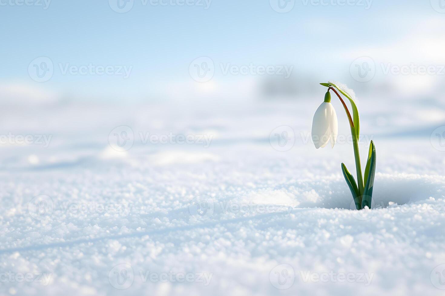 A single snowdrop flower emerges from a snowy landscape, symbolizing hope, resilience, and the delicate beauty of spring's arrival in winter. photo