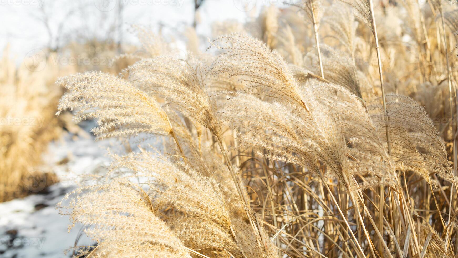 Field with dried tall long grass in the background on the nature in autumn.Reed plumes in the wind. Pampas grass sways photo