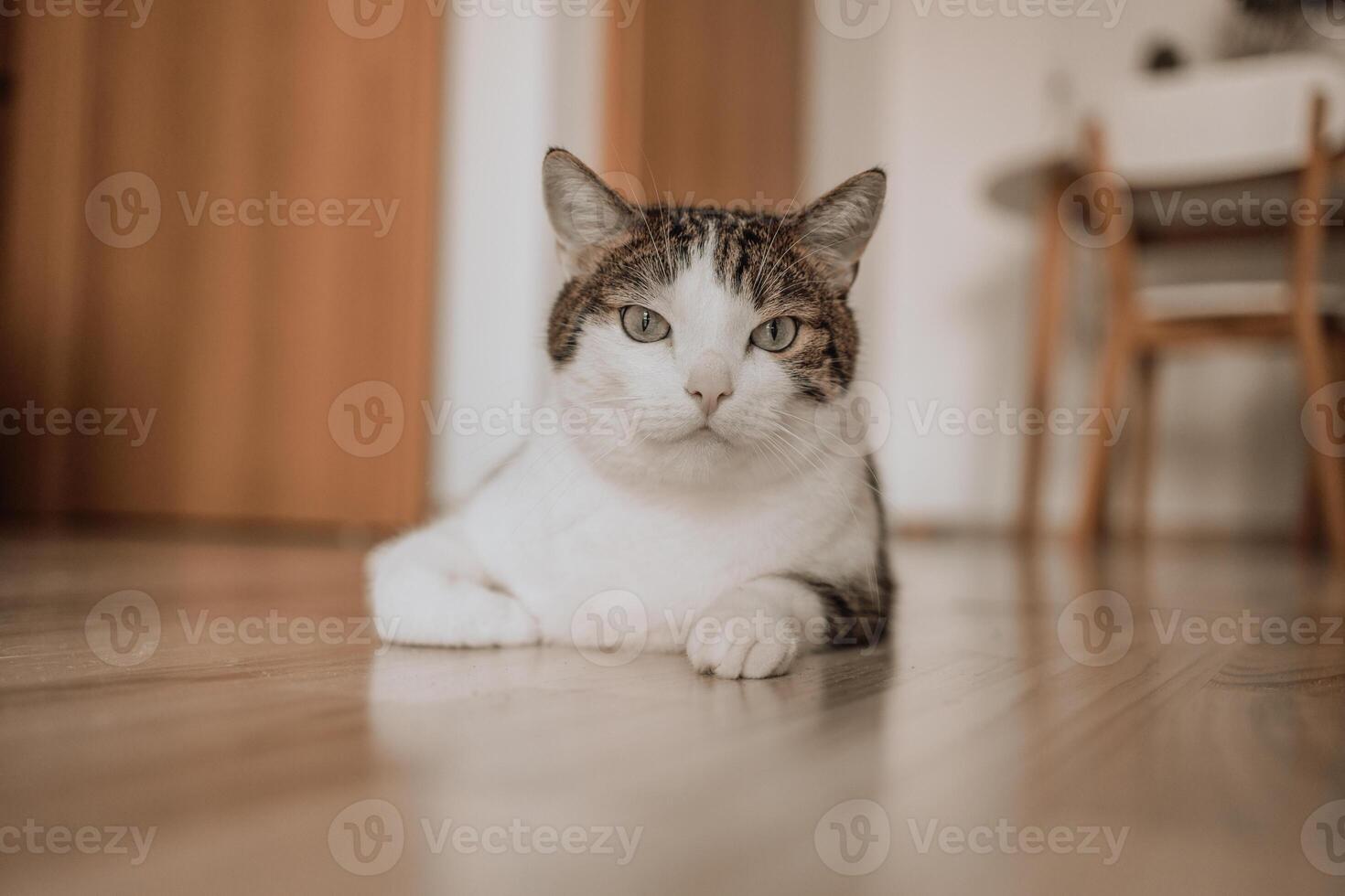 Portrait of a grey white kitten lying on the floor. Feline depression. Sad cat. Bored cat. photo