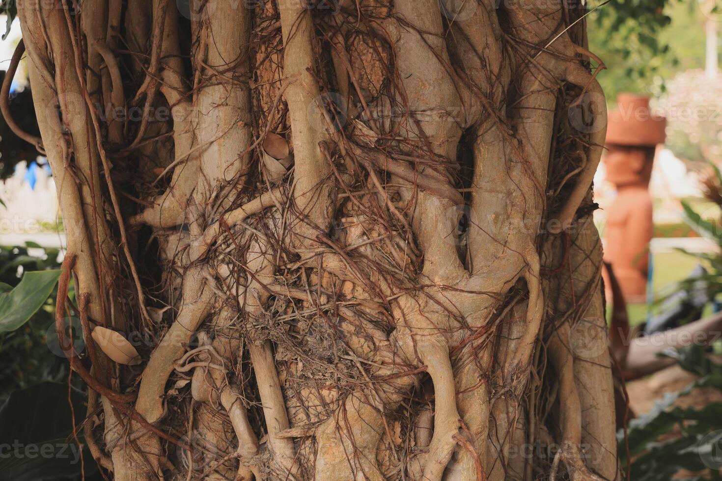 Exploring the Intricate Details of Tree Roots and Vines Found in the Natural World photo