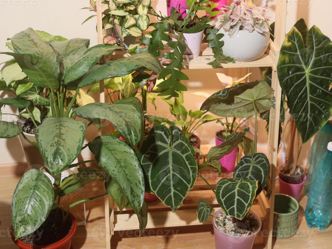 Lush Indoor Plant Display with Varied Foliage and Textures for a Beautiful Atmosphere photo