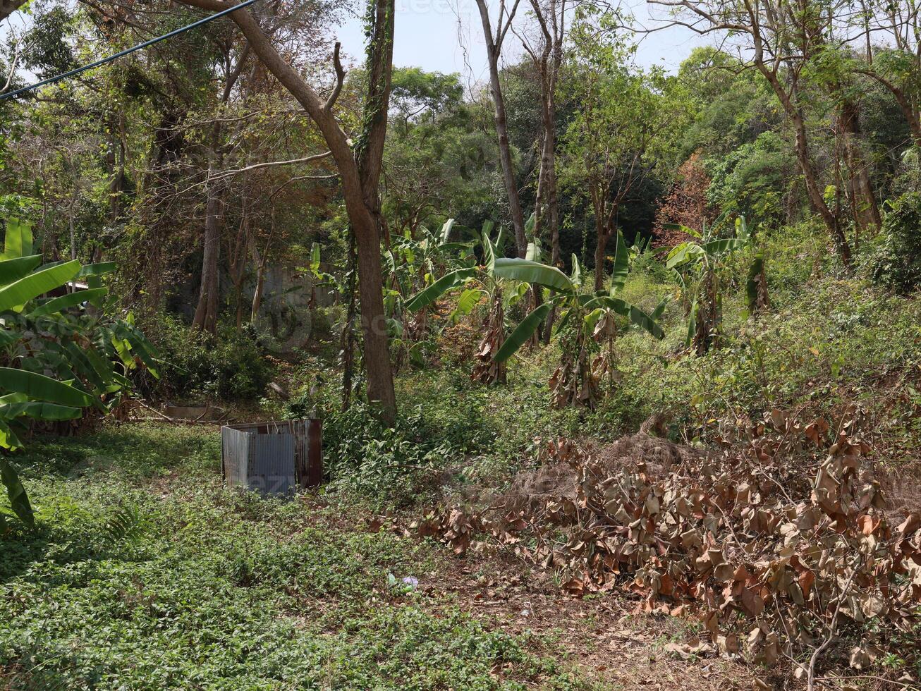 A Beautiful and Lush Natural Landscape Featuring Abundant Trees and Vibrant Underbrush photo