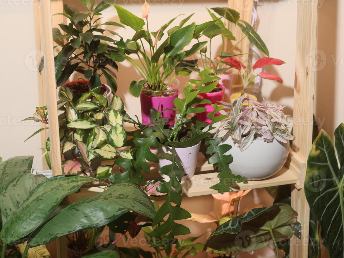 An Aesthetic Indoor Plant Collection Arranged Beautifully on a Charming Wooden Shelf photo