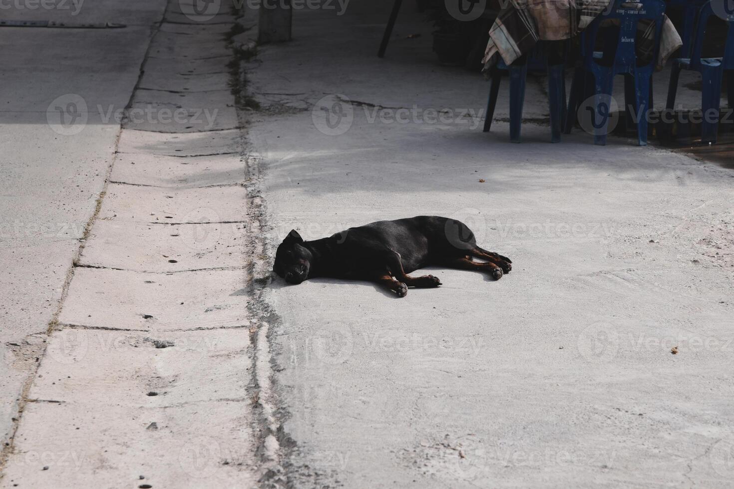 A Relaxed Dog Comfortably Lying on the Street, Savoring the Beautiful Sunshine and Warmth photo