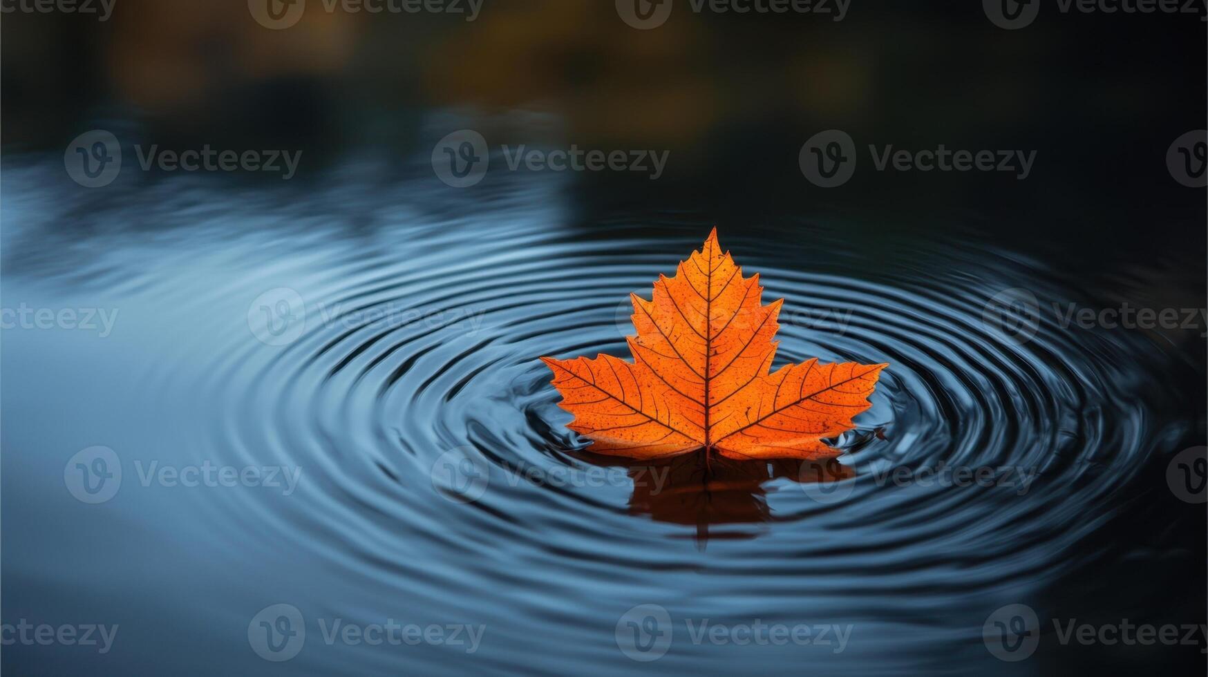 A single orange leaf floating in the water photo