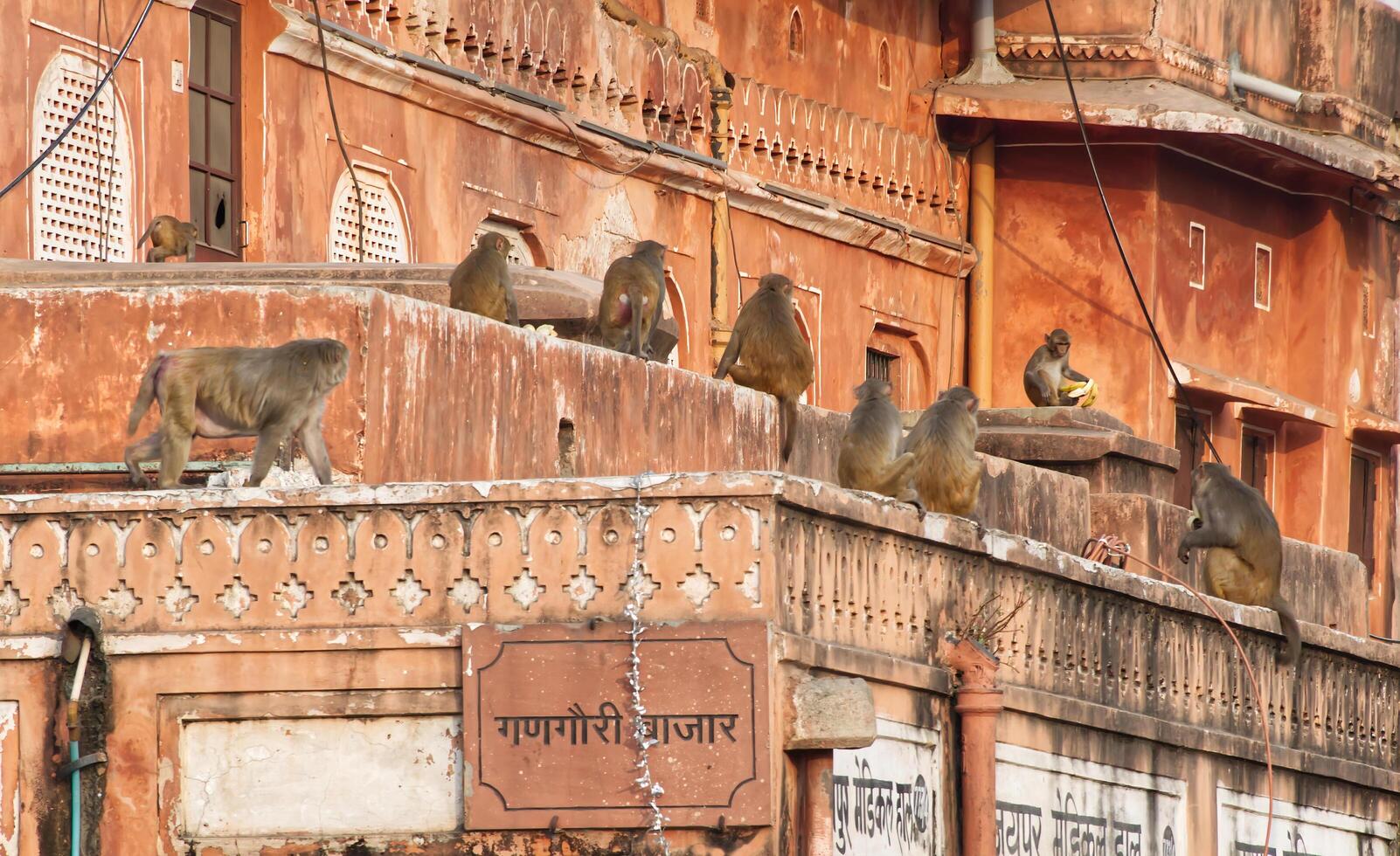Jaipur India February 15, 2025 Monkeys on the magnificent Hawa Mahal, palace of winds, in Jaipur, India. photo