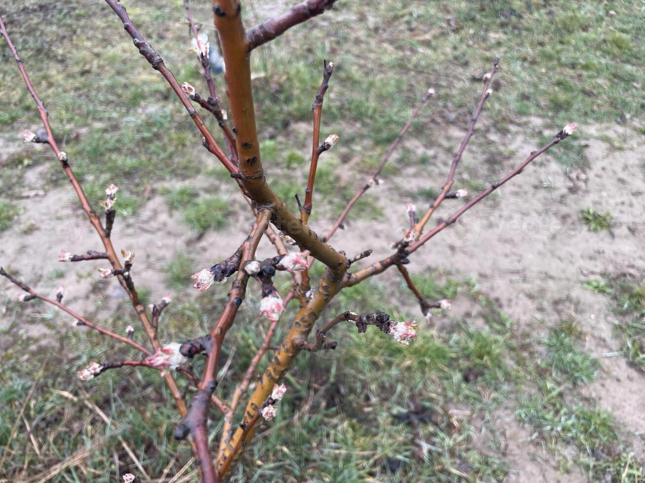 Tender spring buds blooming on tree branches 4 photo