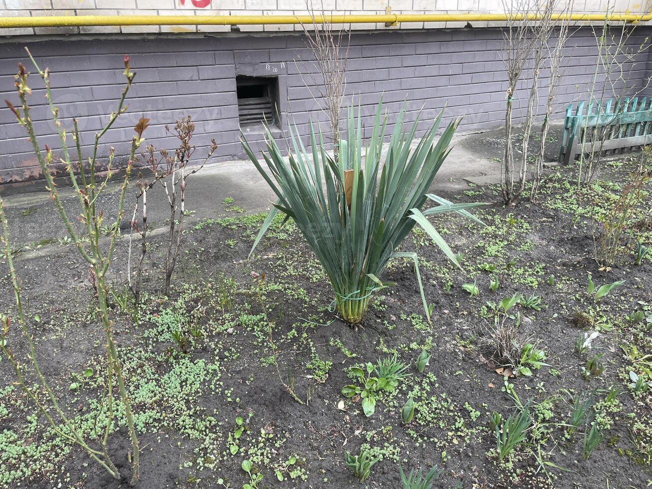 Beautiful spring plants in garden flowerbed 1 photo