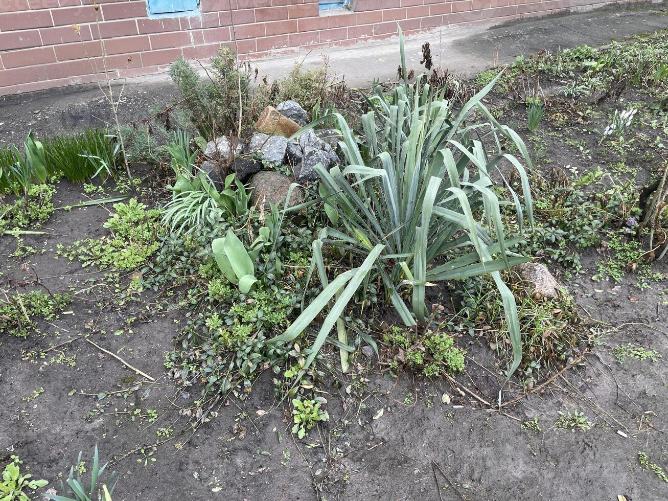 Beautiful spring plants in garden flowerbed 7 photo
