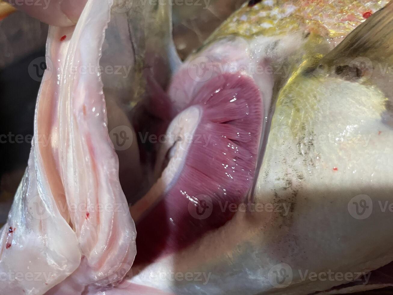 Fresh zander fish filleting on wooden board 8 photo