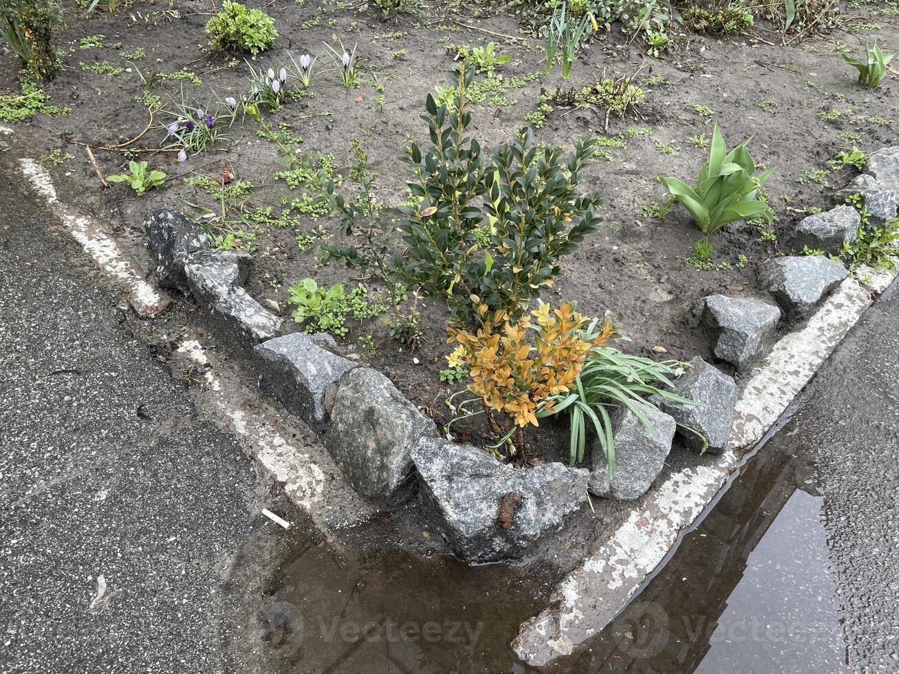 Beautiful spring plants in garden flowerbed 4 photo