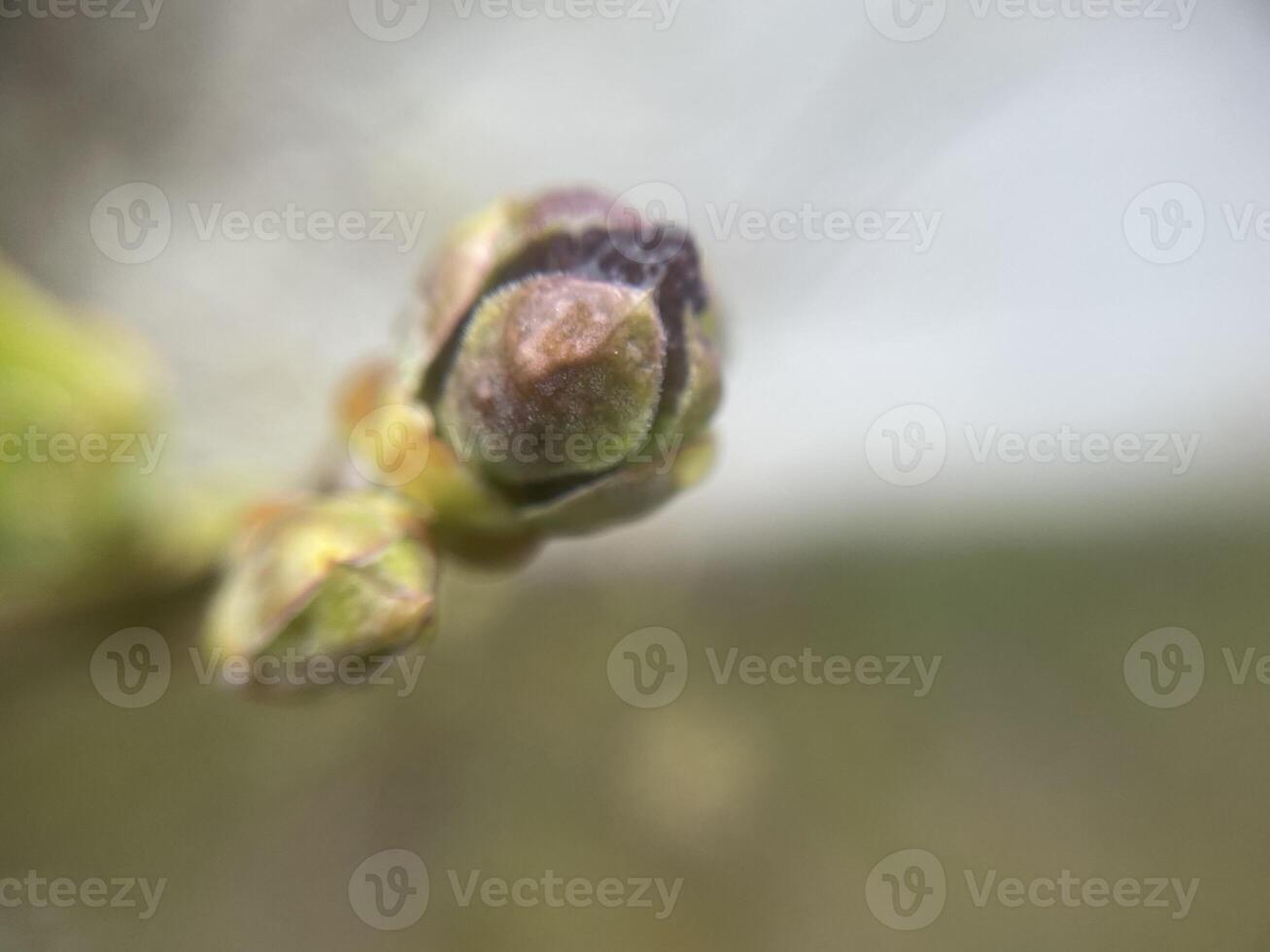 Tender spring buds blooming on tree branches 7 photo