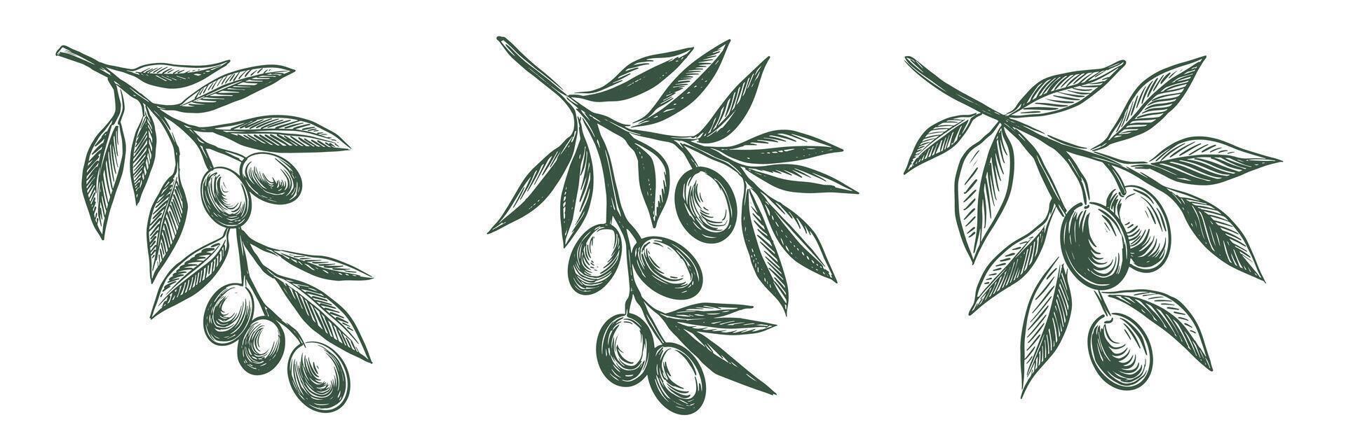 Green Olive branch hand drawn illustrations, sketch vector