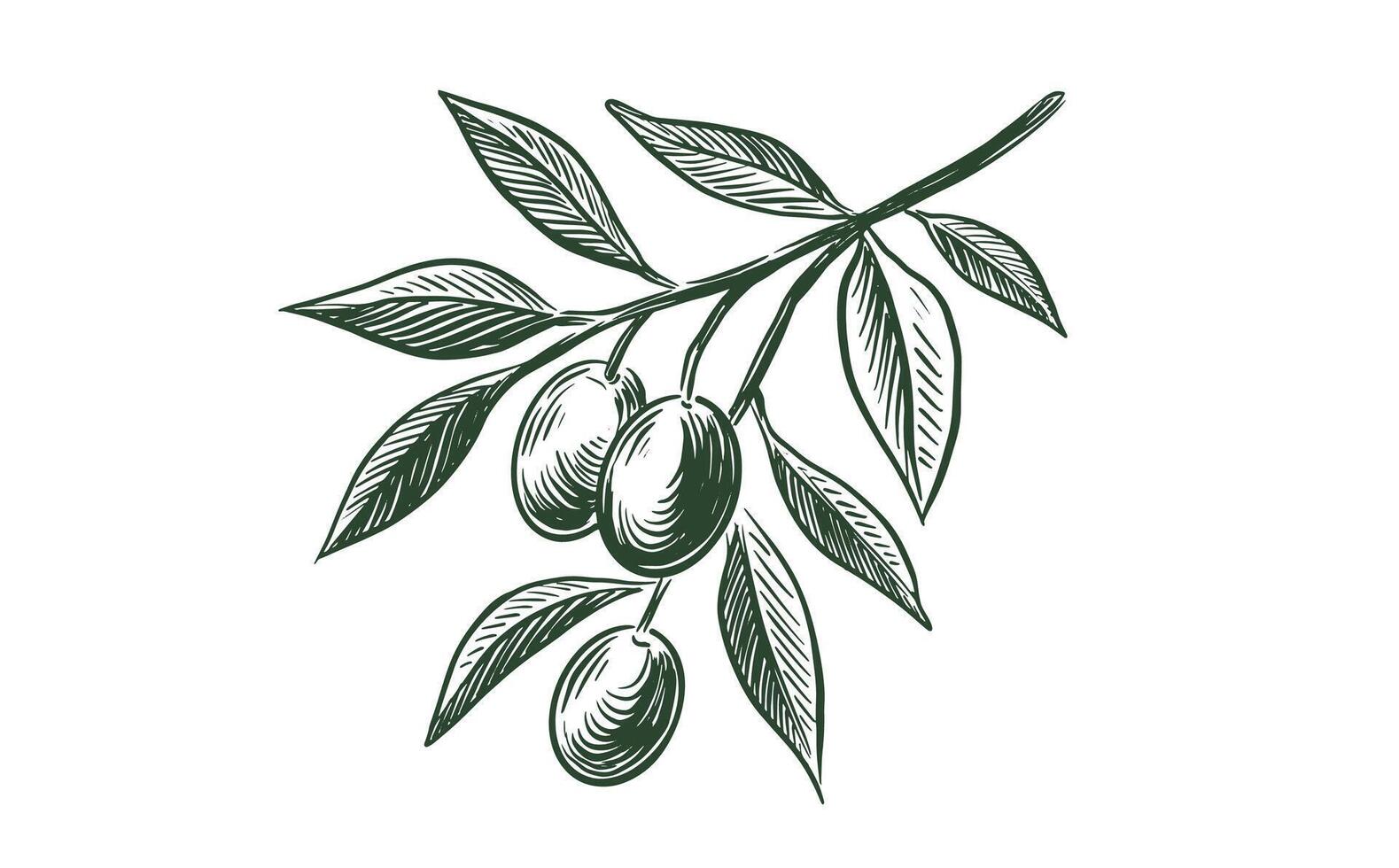 Olive branch sketch with olives vector