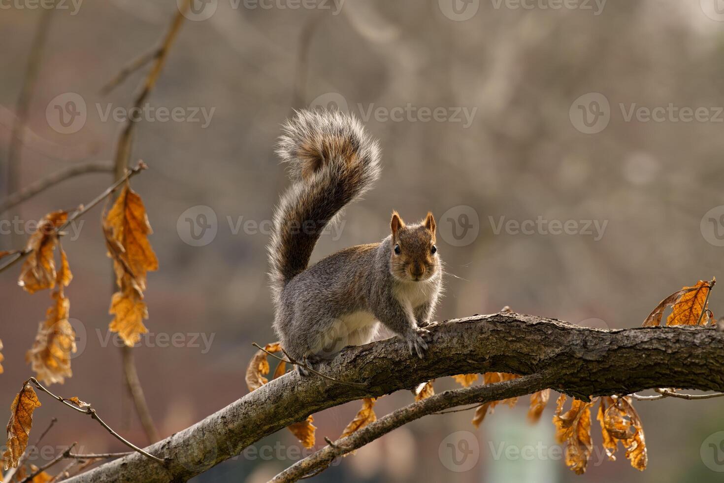 Grey squirell is watching you photo