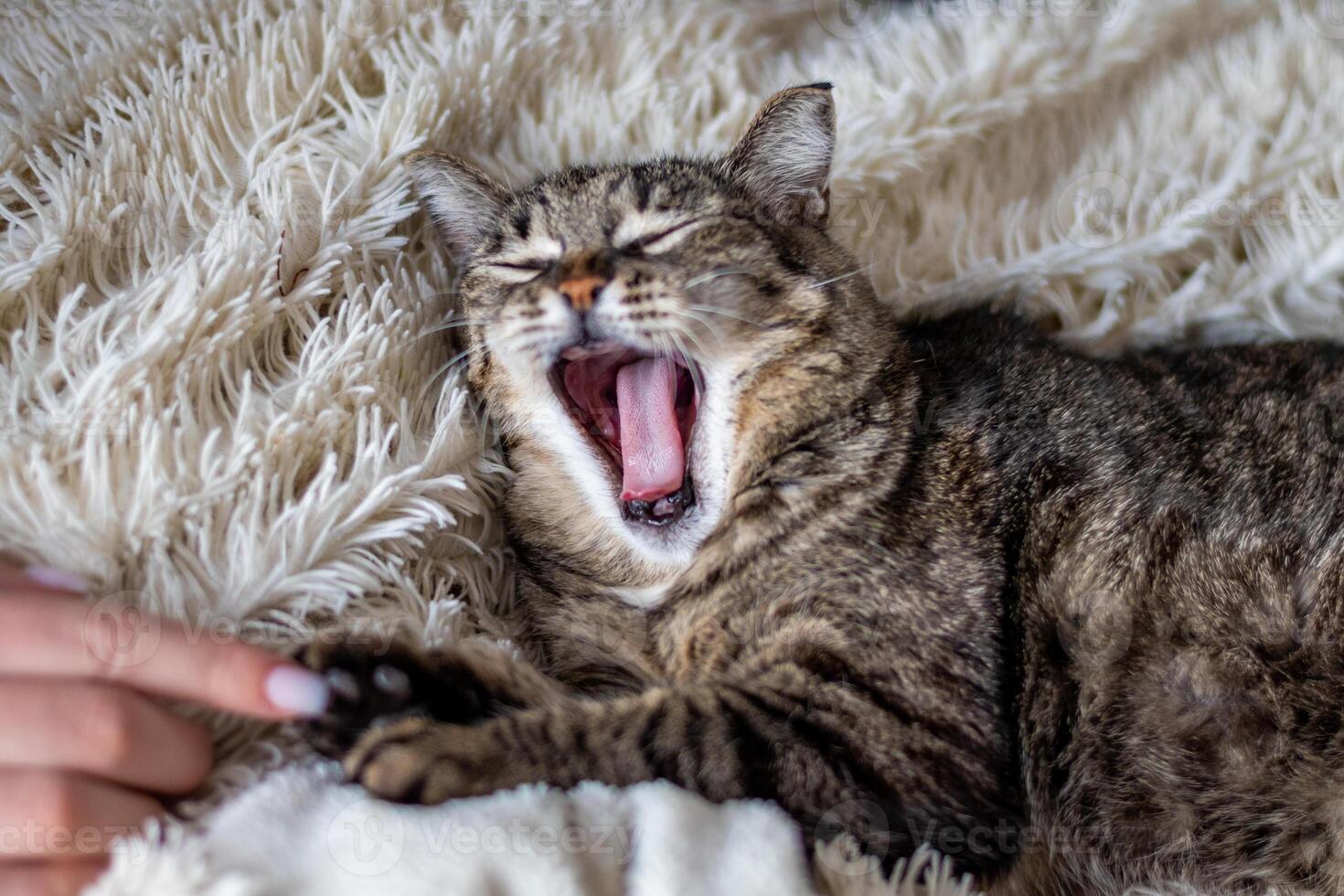 A cat yawning on a blanket photo
