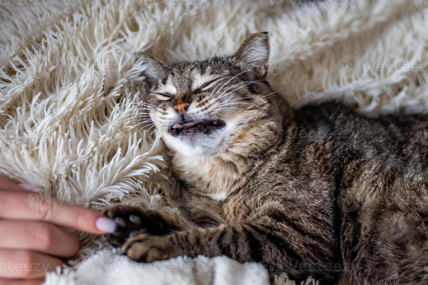 A cat laying on a blanket with its mouth open photo