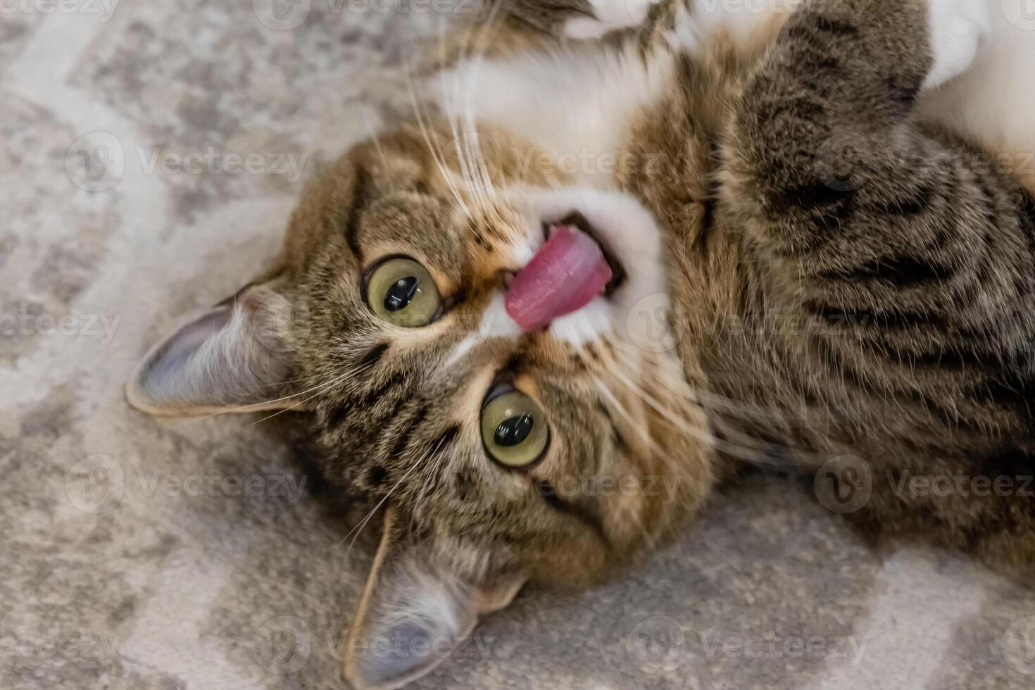 A cat is laying on its back with its tongue out photo