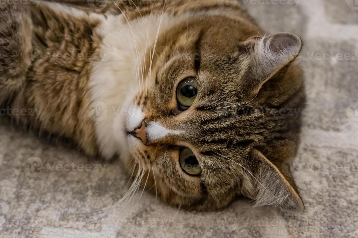 A cat laying on a carpet with its eyes closed photo