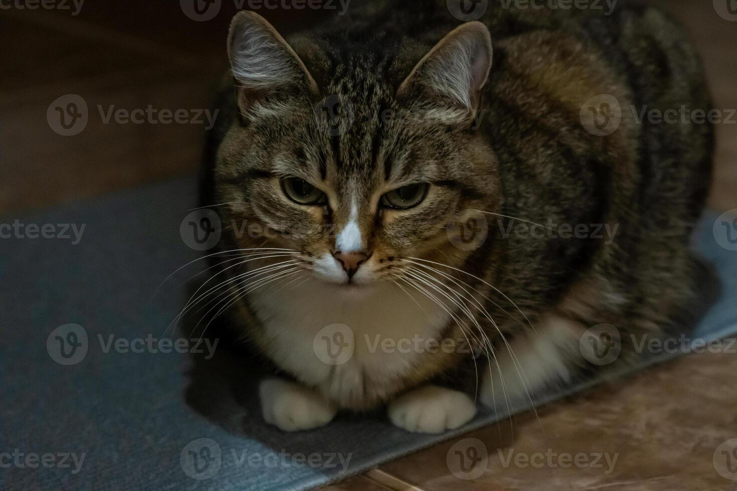 A cat sitting on a mat on the floor photo