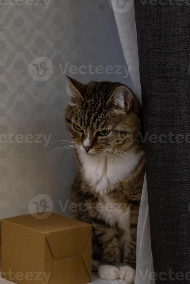 A cat sitting next to a box on a table photo