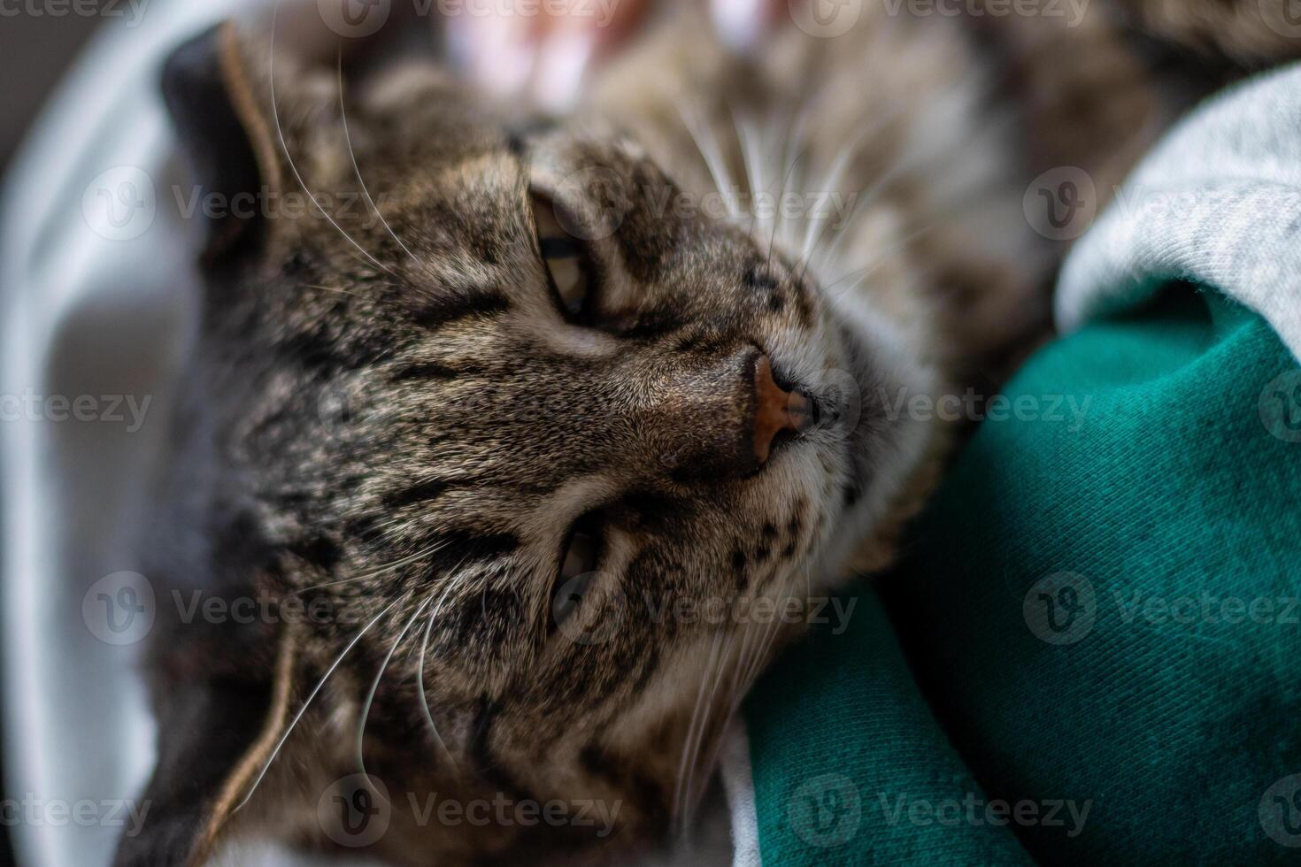 A cat laying on a person's lap photo