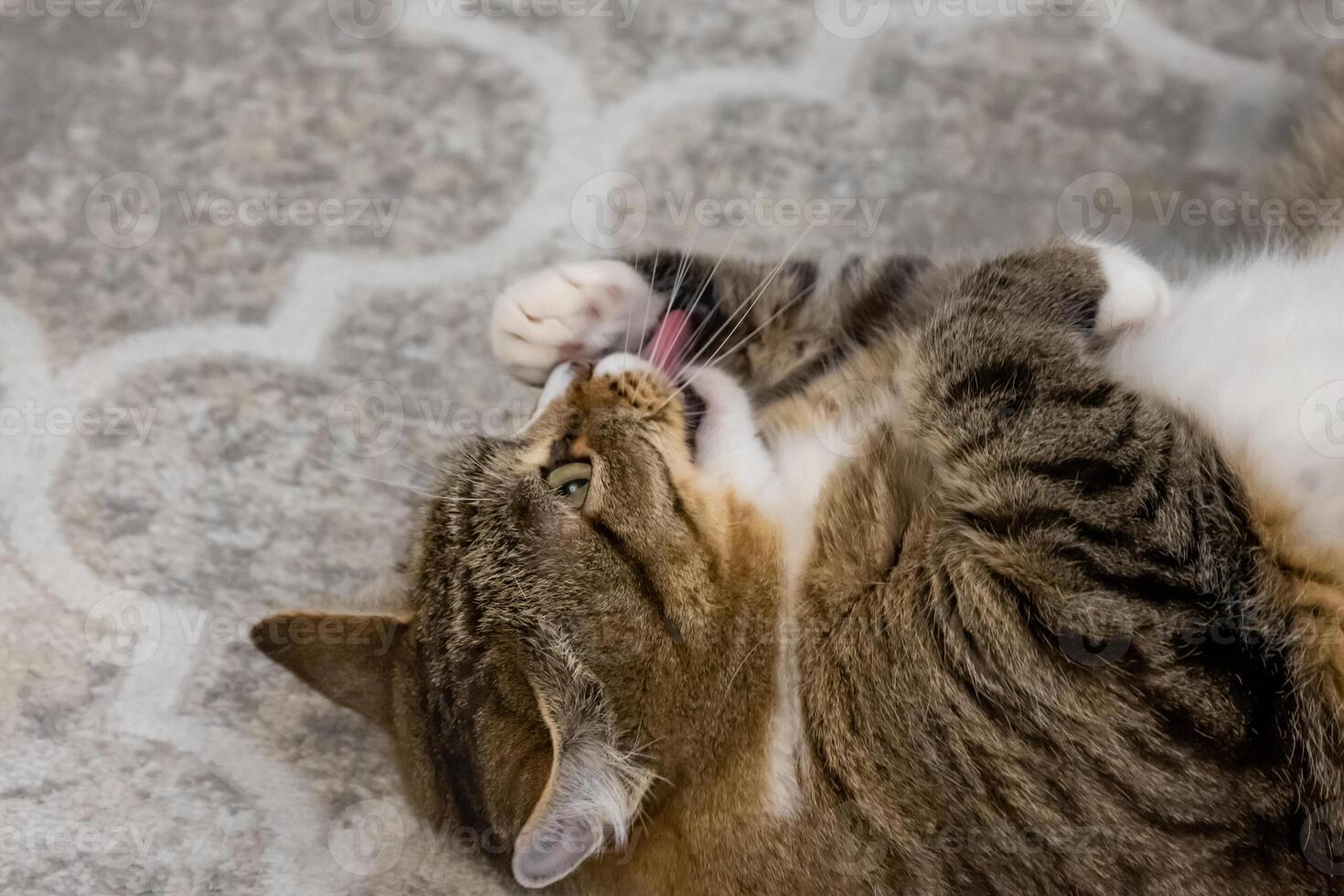 A cat rolling on its back on a floor photo