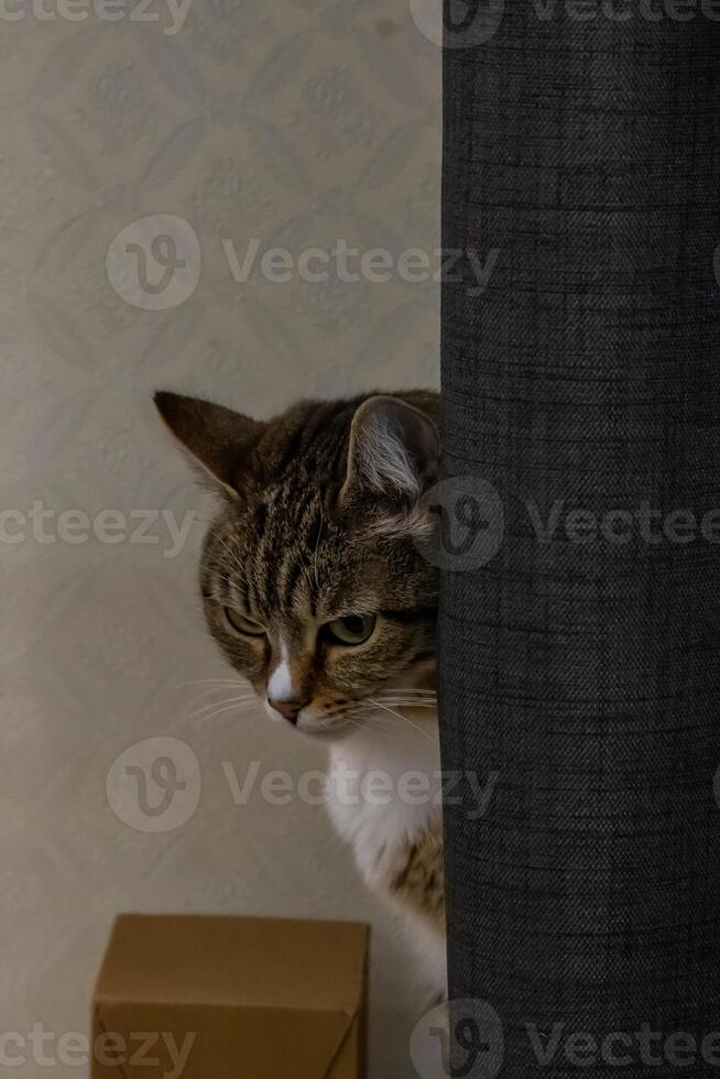 A cat peeking out from behind a curtain photo