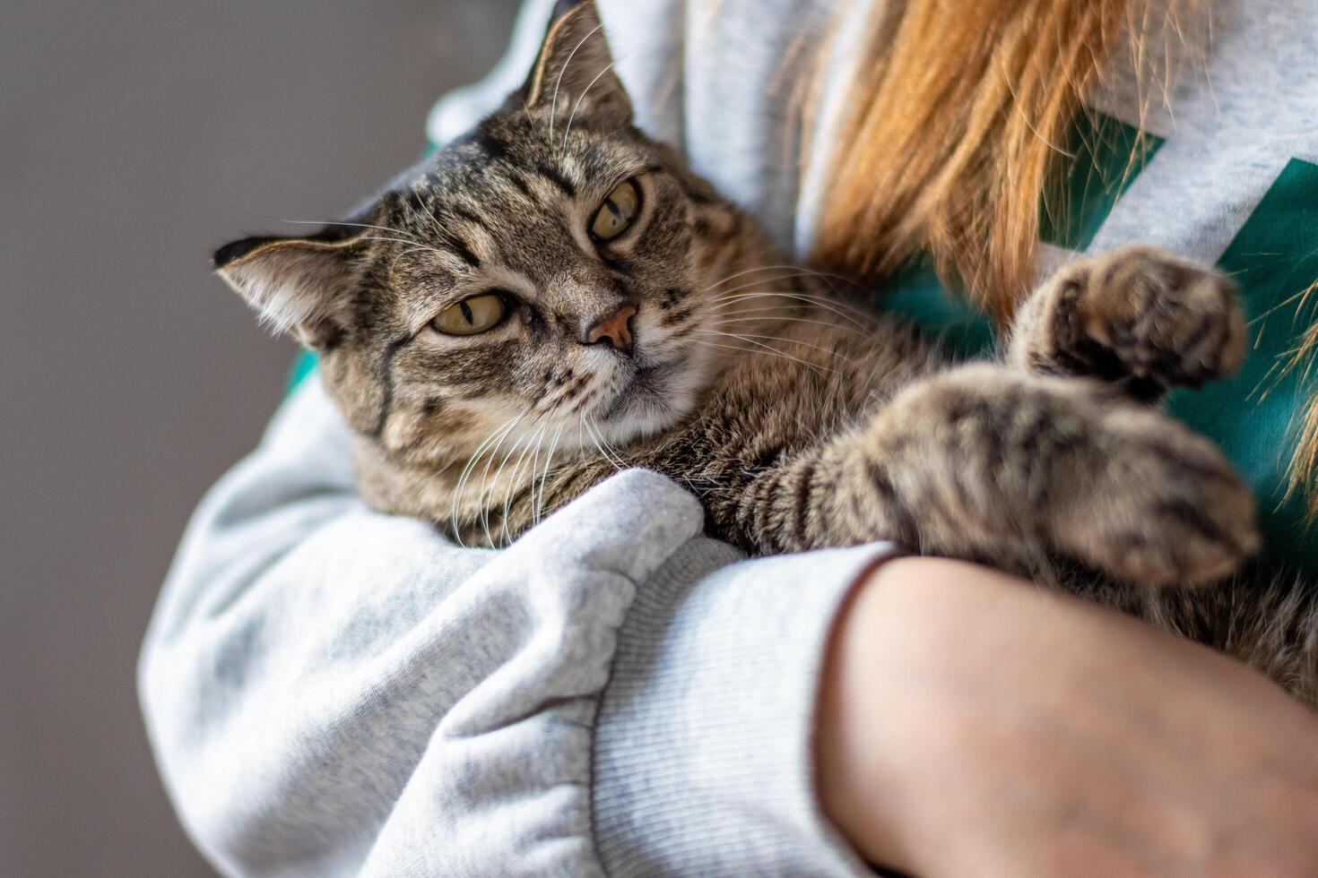 Lazy tabby grey cat sleeping on the bed. Cat relaxing. High quality photo