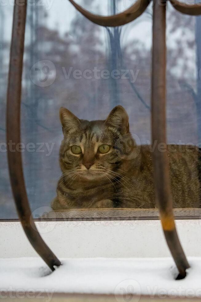 A cat sitting in a window with a metal frame photo