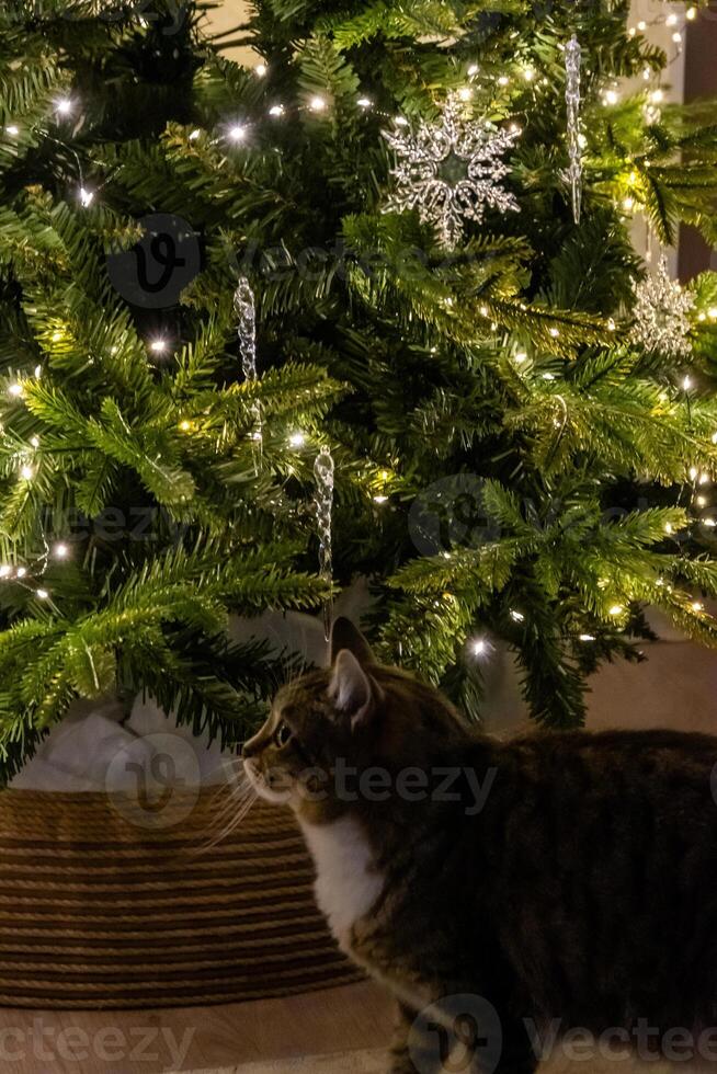 A cat standing in front of a christmas tree photo