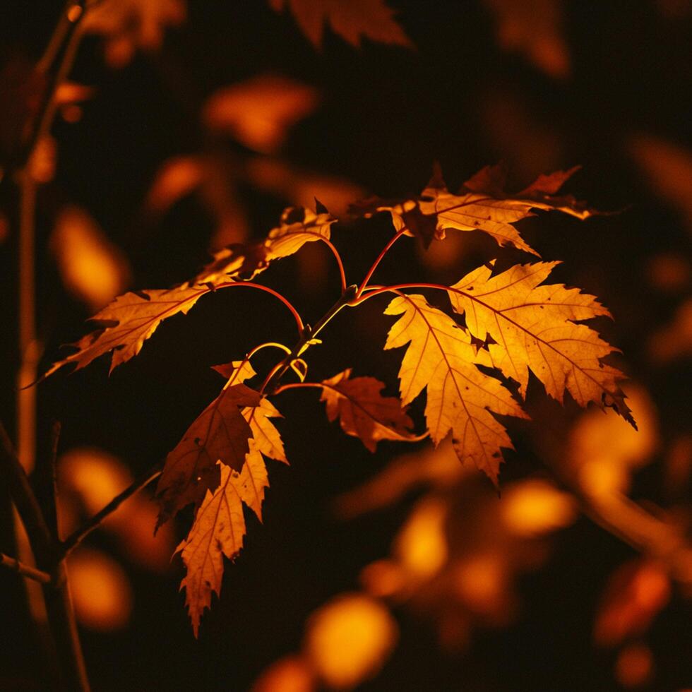 A close up of a tree with leaves photo