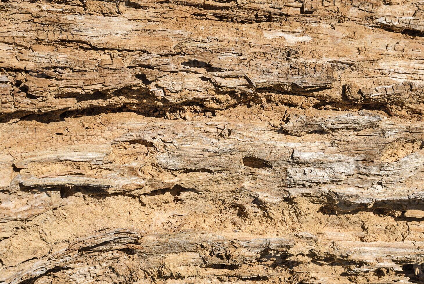 Texture of a rotten wood photo