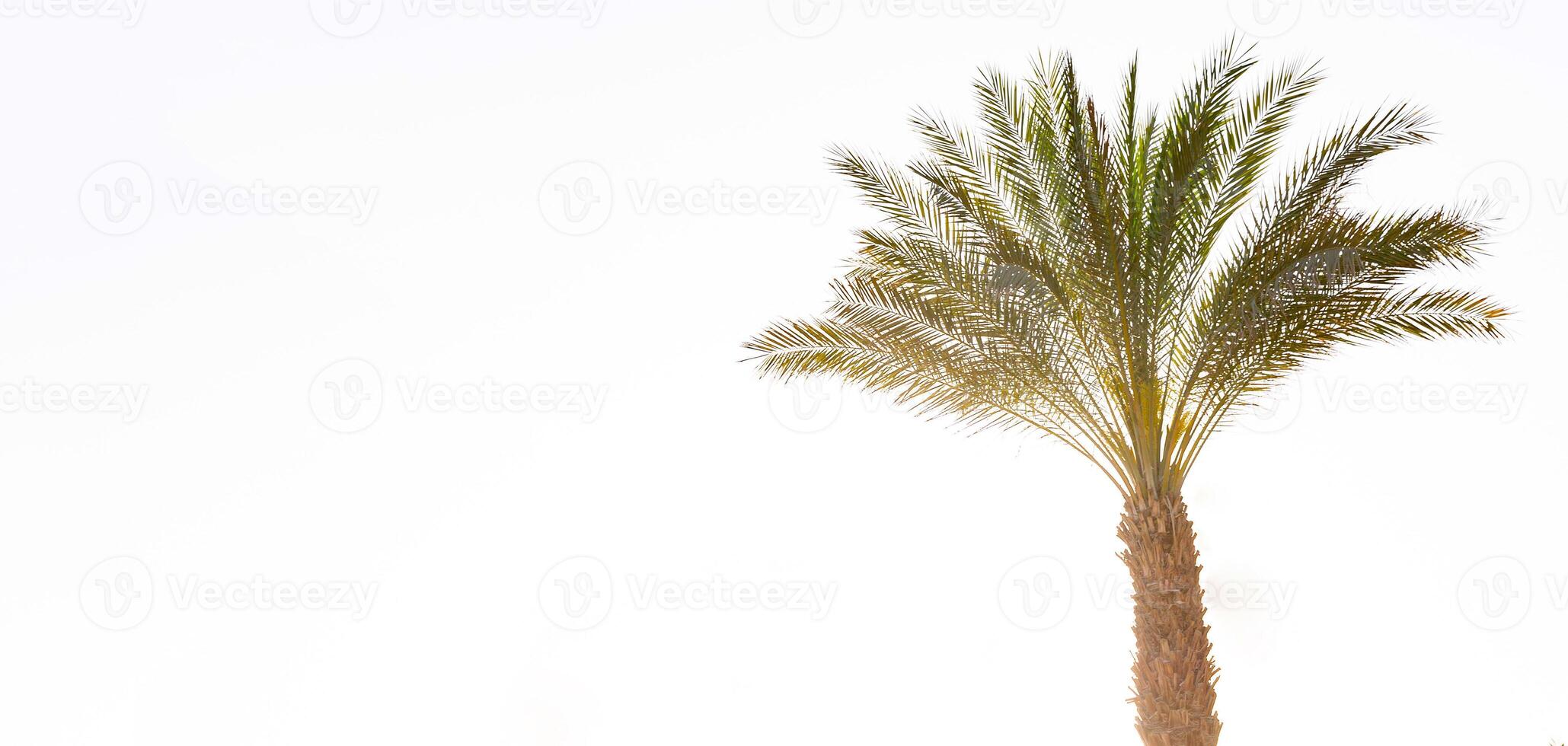 many Palm tree sunset with effect vintage copy space photo